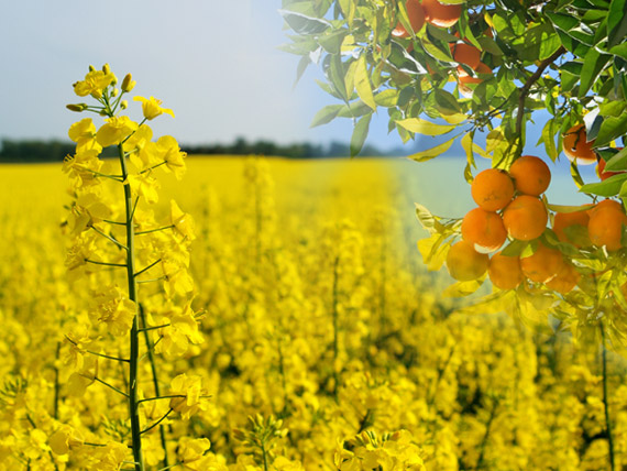 �t� et Automne